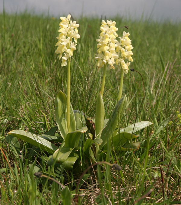 tax-orchis-pallens